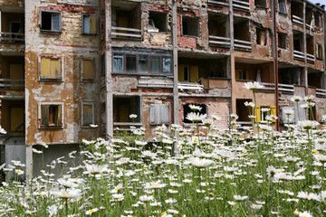 Ruined building with daisies