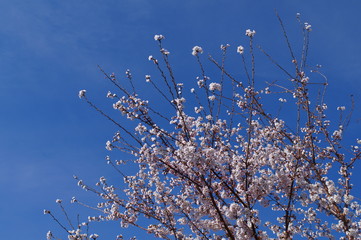 Japanese Typical flower Cherry Blossom