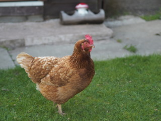 A hen in a welsh campground 