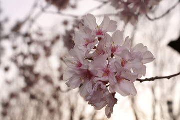 Japanese Typical flower Cherry Blossom