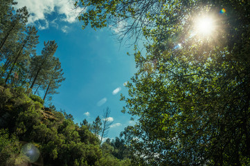 Hilly valley covered by dense forest with sunlight