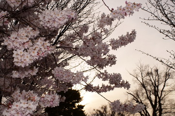 Obraz premium Japanese Typical flower Cherry Blossom