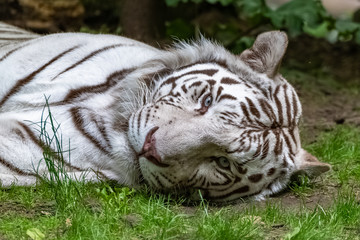 Plakat White tiger, Panthera tigris tigris, portrait of a tiger lying on the grass
