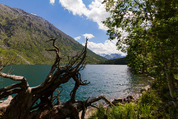 Fototapeta na wymiar Multinsky lakes in Altai mountains. Picturesque landscape with snag from tree. Summer time.
