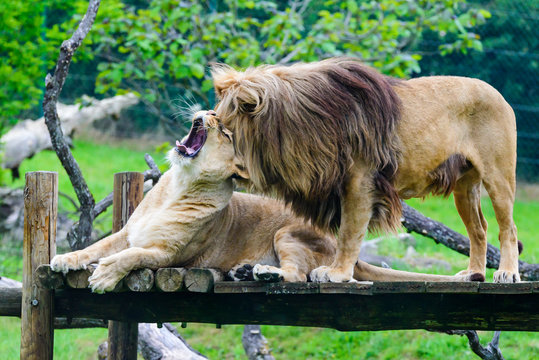 Lion et lionne