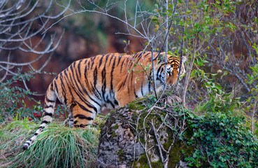 Naklejka na ściany i meble tiger hiding behind a tree