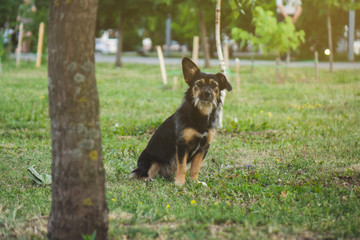 Naklejka na ściany i meble puppy mongrel dog sitting on the lawn.