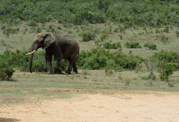 Elephant walking in bushveld in Africa