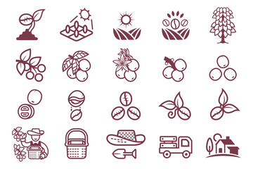 Cultivating Coffee Beans From The Quality Farm.Agricultural Product.