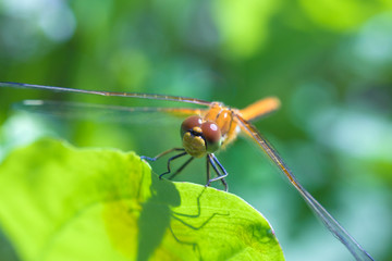 The macro shot of the beautiful dragon fly sitting in the grass in the sunny summer or spring day