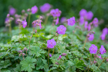 Geranium cantabrigiense karmina flowering plants with buds, group of ornamental pink cranesbill flowers in bloom in the garden