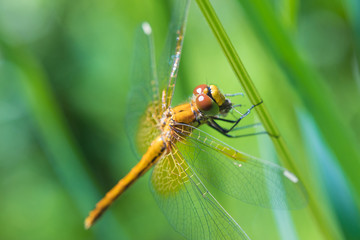 The macro shot of the beautiful dragon fly sitting in the grass in the sunny summer or spring day