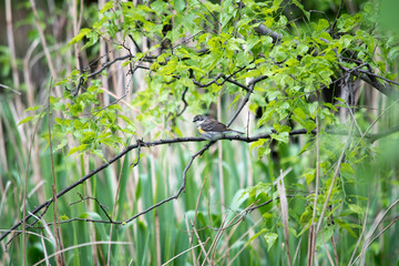 Yellow Rumped Warbler