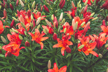 Red lily flowers close up, floral natural background for design, nature trend, floral background