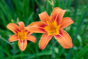 orange daylily flowers closeup blooming in the garden