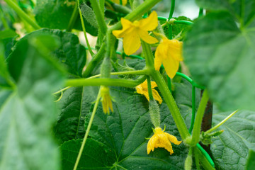 Young cucumber growing in the greenhouse. Yellow cucumber flower