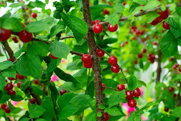 Obraz premium Red berries of a felt cherry on the branches. Close up photo. Small berries of cherries. Varietal plant.
