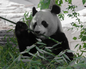Beautiful Bamboo Panda Bear in the Thickets of the Forest Appetizingly Eats Bamboo Leaves