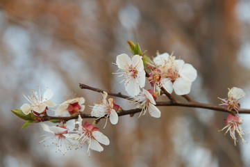 apricot spring branch on a blurred background 