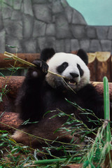 Obraz na płótnie Canvas Panda eats bamboo. Cute Chinese panda in Moscow zoo.