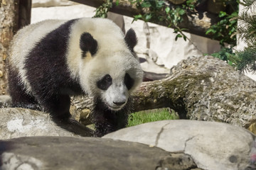A young bamboo panda bear on a background of stones, a cute animal with beautiful hair briskly goes forward, the Moscow zoo.