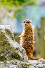 Suricate