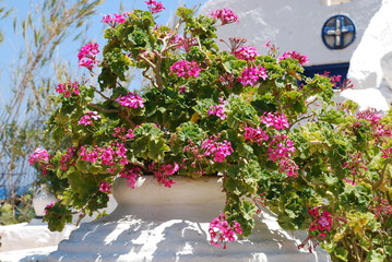 Large pink flowers with 5 leaves grow in a pot in the garden under the scorching sun and blue sky