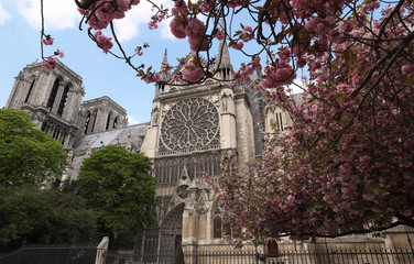 Fototapeta premium Beautiful cherry blossom trees near Notre-Dame cathedral in Paris.