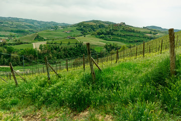 Fototapeta na wymiar Organic vineyard in Piedmont, Italy