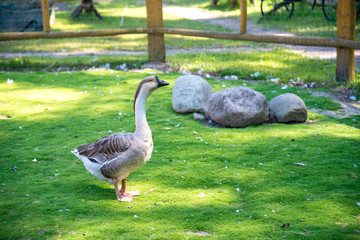 side view of white goose standing on green grass