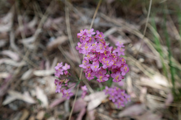 Fiore selvatico