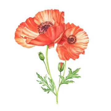 Hand drawn watercolor red poppies bouquet illustration isolated on white background. Botanical flower illustration.
