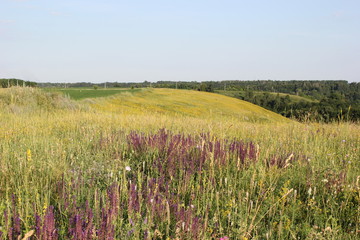 Fototapeta premium Meadow grass and flowers in summer