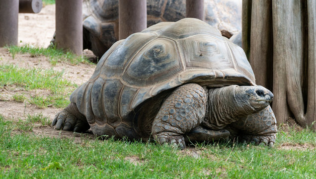 Riesenschildkr&ouml;te 2