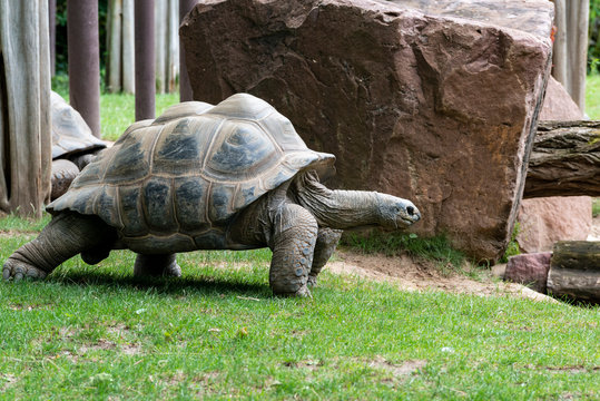 Riesenschildkr&ouml;te 1