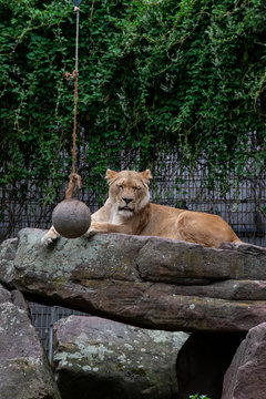 L&ouml;we m&uuml;de