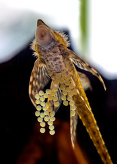 The caviar of the Sturisoma panamense is 1 day old on the glass of aquarium with male who is looking as it growing in Czech Republic