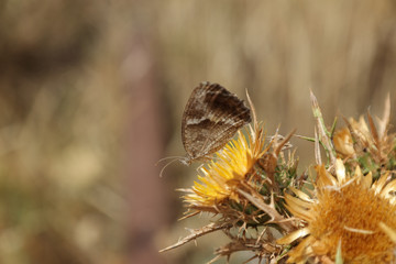 Farfalle