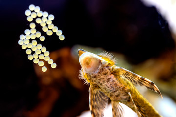 The caviar of the Sturisoma panamense is 1 day old on the glass of aquarium with male who is looking as it growing in Czech Republic
