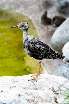Watvogel
