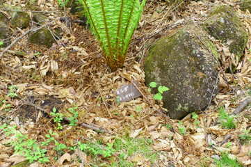 Fresh green Fern plant spring Mountain