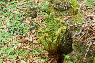 Fresh green Fern plant spring Mountain