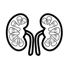 Kidneys icon. Health concepts. Human kidneys.