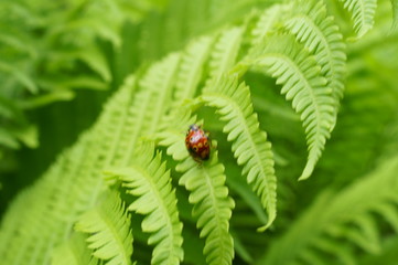 Fresh green Fern plant insect Ladybug