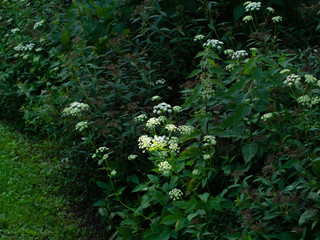 Shade flowers sunlight