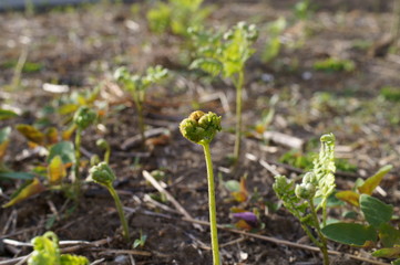 Fresh green Fern plant bracken