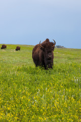 Female Bison on the Prairie