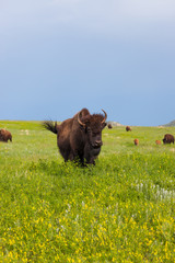 Female Bison on the Prairie