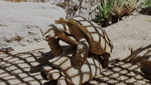Agassiz’s Desert Tortoise (Gopherus agassizii)