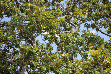 Fototapeta na wymiar View into the crown of a southern magnolia street tree on the first day of summer in California